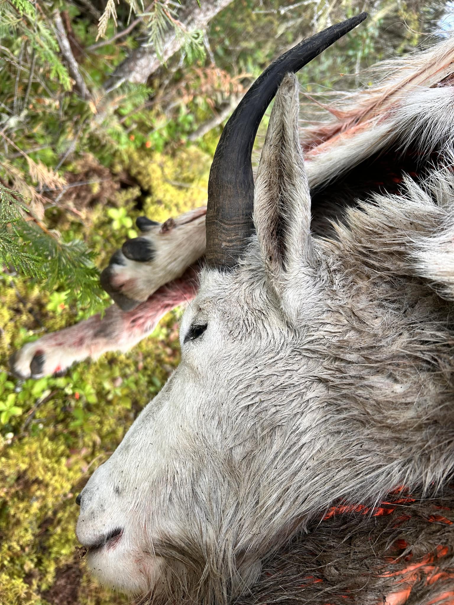 A mountain goat on a rocky ridge